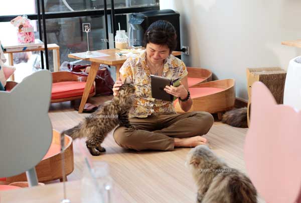  “Cat Up Café” คาเฟ่แมวสุดชิค ฮอตฮิตของทาสเหมียว
