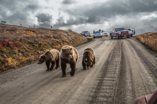 20 ภาพสัตว์ป่าของ National Geographic