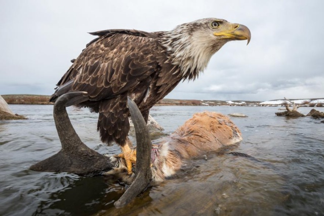 20 ภาพสัตว์ป่าของ National Geographic