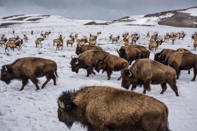 20 ภาพสัตว์ป่าของ National Geographic