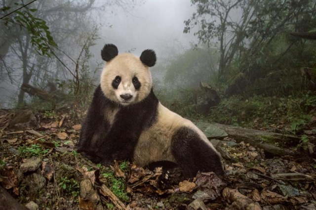 20 ภาพสัตว์ป่าของ National Geographic