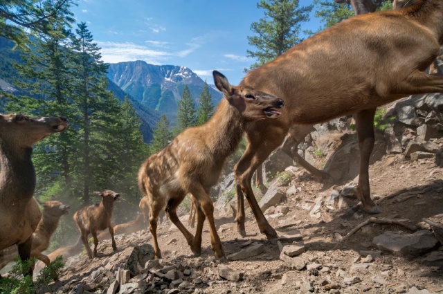 20 ภาพสัตว์ป่าของ National Geographic