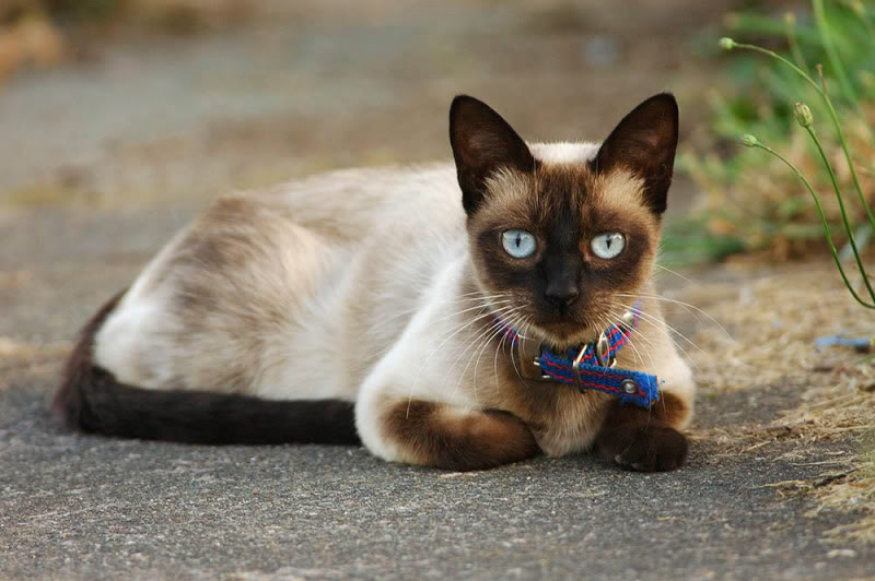 siamese_09.jpg